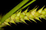 Hairyfruit sedge